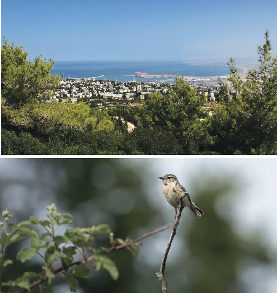 נוף מפרץ חיפה מבעד לחורש, וציפור על ענף